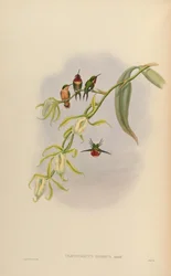 Chaetocercus bombus